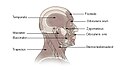 Muscles of the head and neck.
