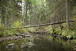 A woodland stream