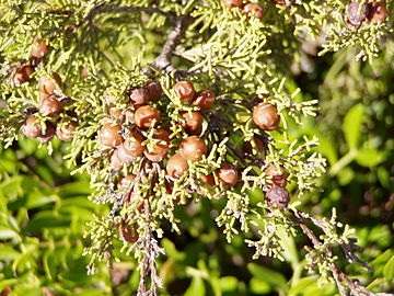 Foliage and ripe berries