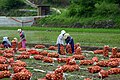 7 Récolte de pommes de terre en Corée-du-Sud