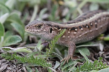 Un lézard des souches (Lacerta agilis), saurien d'Europe et d'Asie centrale. (définition réelle 4 200 × 2 800)