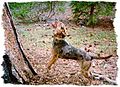 American Leopard Hound