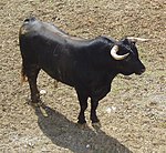 photo couleur d'un taureau noir à fine ligne dorsale brune. Sa silhouette est massive et ses cornes blanches sont pointées vers l'avant. La tête large et courte est portée fièrement par un cou musclé.