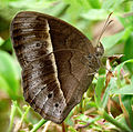 Dry-season form, Kerala