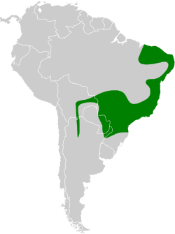 Distribución geográfica del fiofío gris (excluyendo Myiopagis parambae y M. cinerea).