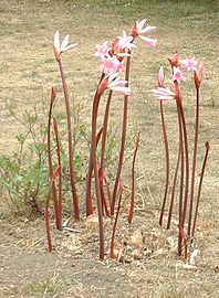 ホンアマリリスは開花時に葉は出ていない。