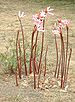 Amaryllis belladonna