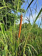 Narrowleaf cattail in the shoreline zone