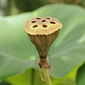 ハスの花托は蜂の巣状に見える。その形状は品種によって様々。