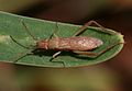 Alydinae : Nemausus sordidatus, Fuerteventura (Canaries)