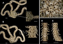 Ophiopsila hartmeyeri