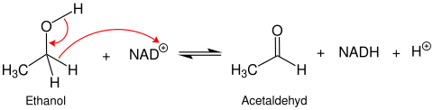 Oxidation von Ethanol durch NAD+ zu Acetaldehyd und NADH