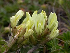 Oxytropis campestris[англ.]