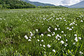 Photo couleur d'une prairie verdoyante parsemée de plantes herbacées à fleurs blanches.