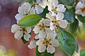 Pear blossoms