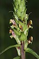 Pedicularis bracteosa