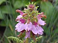 Pedicularis superba