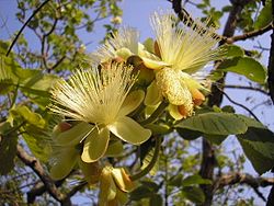 Flores quiropterófilas de Caryocar brasiliense.