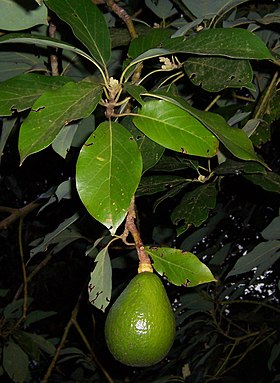 Frutos de abacateiro