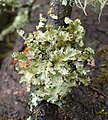 Platismatia glauca, Schwäbisch-Fränkische Waldberge, Germany