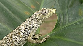 Jovem lagarto papa-vento. Polychrus acutirostris