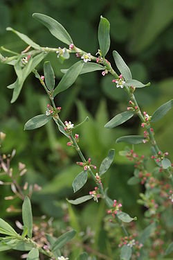 Pihatatar (Polygonum aviculare)