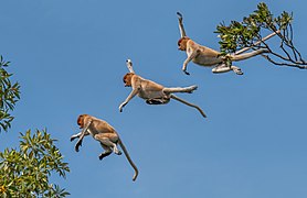 Proboscis monkey (Nasalis larvatus) composite