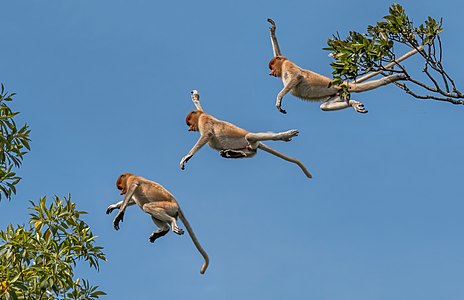 Proboscis monkey jumping, by Charlesjsharp
