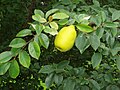 Frucht und Blätter von Pseudocydonia sinensis