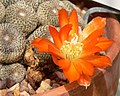 Rebutia heliosa