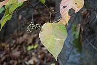 T. radicans leaf and berries