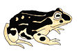 Rhinella atacamensis