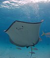 The underside of a southern stingray along with a few yellowtail snapper (Ocyurus chrysurus).