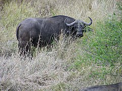 Buffle d'Afrique (Syncerus caffer).