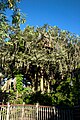 Swiss Family Robinson Treehouse