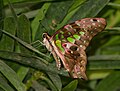 Tailed Jay ventral view