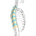 Lateral surface of the    thoracic vertebrae. Right half of the thoracic skeleton is not shown.