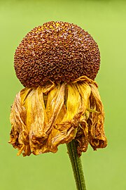 helenium 'El dorado'.