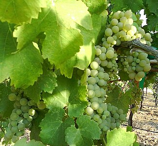 Viognier grapevine