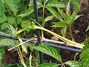 Virginia creeper vine beginning tendril