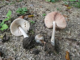 Вольвариелла слизистоголовая (Volvariella gloiocephala)