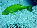 A green Moana kali fish on a light blue background