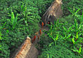 Índios isolados avistados no Acre (2009).