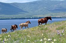 Photographie de chevaux en file indienne près d'un lac.