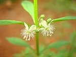 Flower of Scoparia dulcis