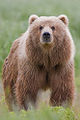 Image is currently used in Kodiak bear and formerly used in Bear