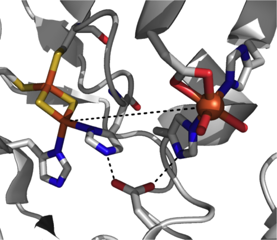 Structure du site actif d'une dioxygénase de Rieske indiquant le centre fer-soufre [2Fe-2S] à gauche, le fer monocaténaire à droite, et le résidu d'aspartate pontant en bas (PDB 2B1X).