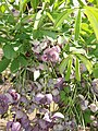 Akebia quinata flower