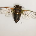 Pinned N. canicularis from central GA