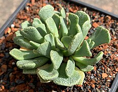 Aloinopsis spathulata